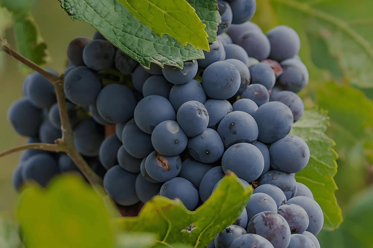 Nebbiolo grape (The queen of black grapes)